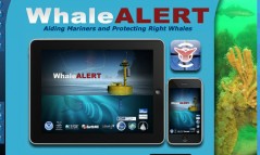whale alert image
