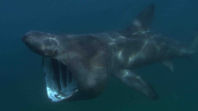 Basking shark, New England. Credit: Florian Graner