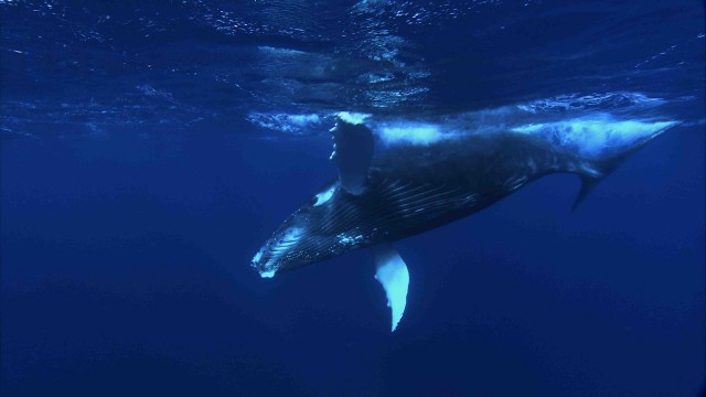 Humpback whale calf, off the Atlantic coast. Photo by Florian Graner