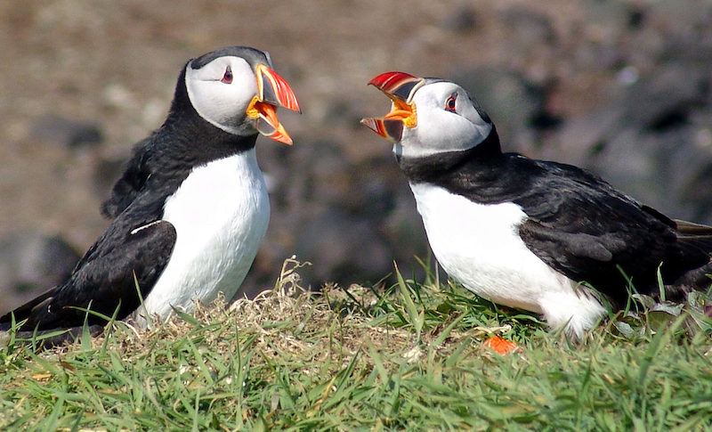 Atlantic Puffins Photo Credit: Steve Deger