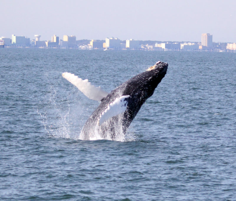 humpback whale breaching off VA Bch 300 dpi edited cropped